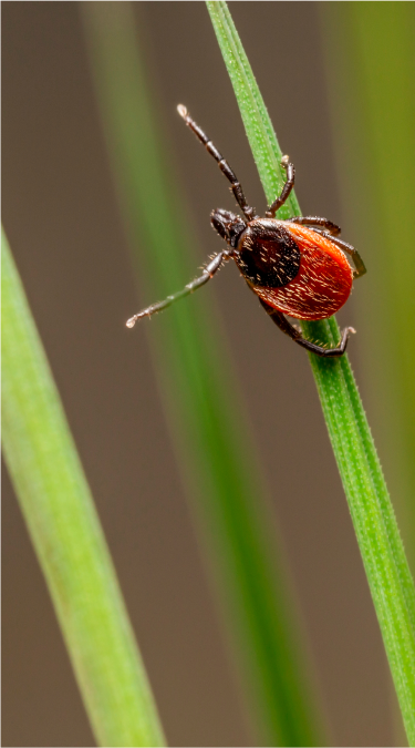 tick on leaf