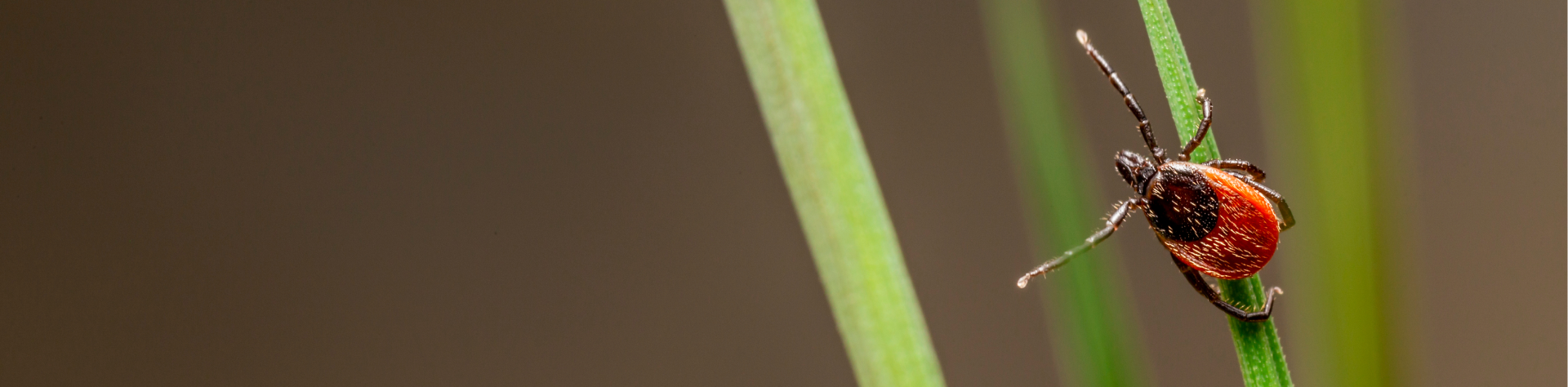 tick on leaf