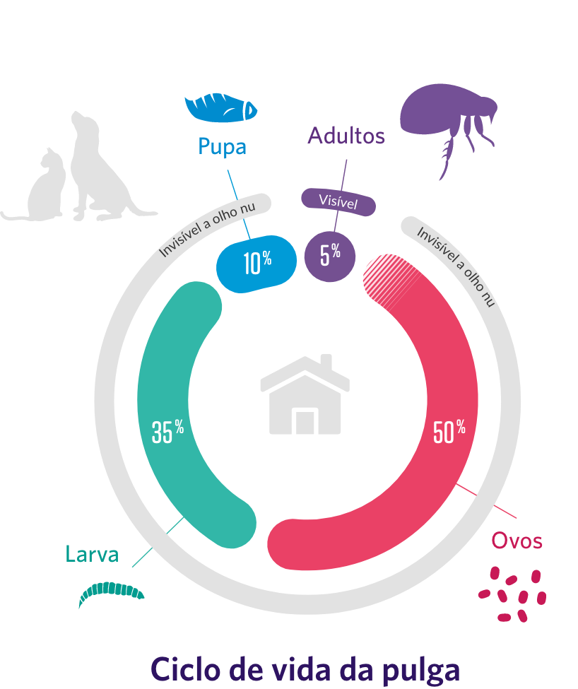 Flea life cycle graphic